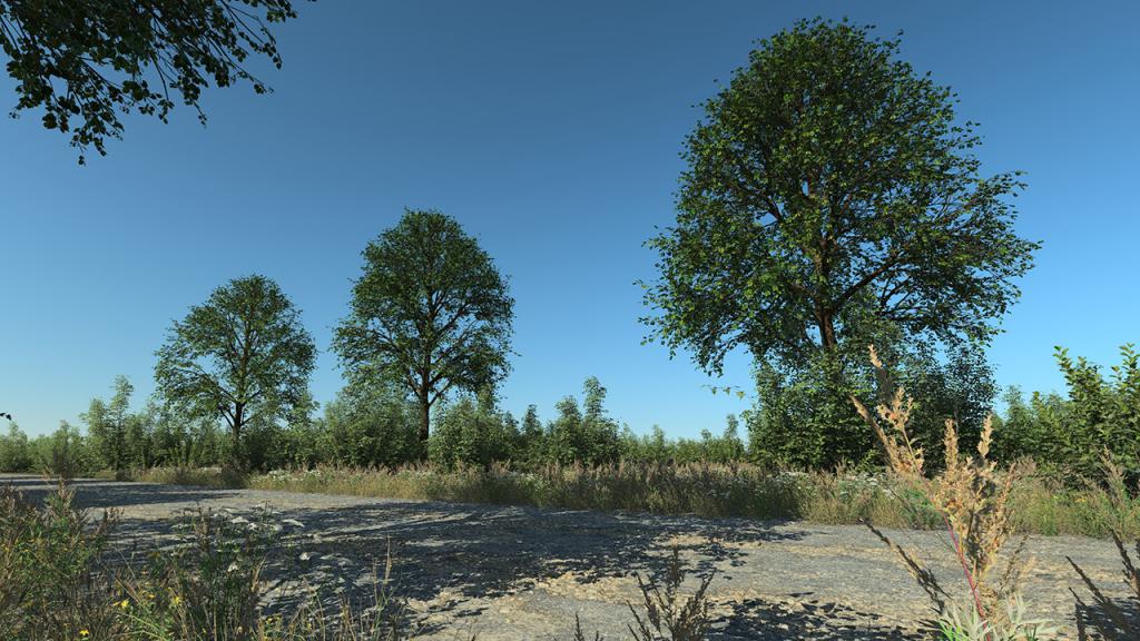 Linden Trees (late‑spring to early‑summer)