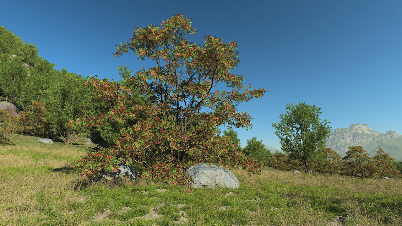 Hawthorn Trees & Shrubs — Summer_2