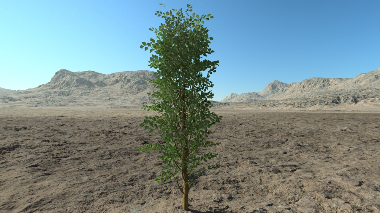 Medium spiraea hedge_0