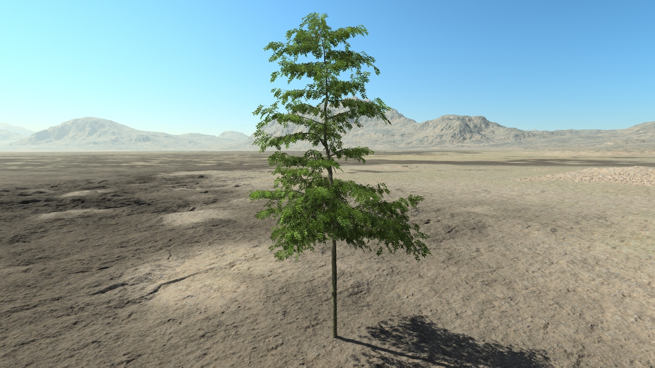 Summer ash trees_3
